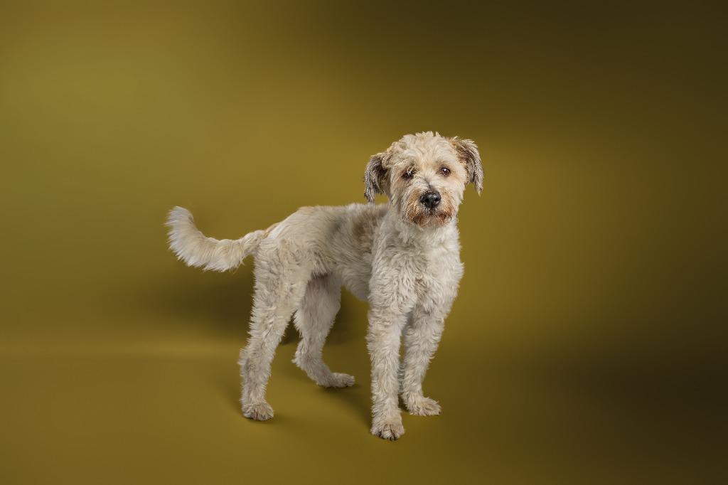 Enlarge Momo Monique, a Adoptable mixed breed in Tyler, TX image 3/4