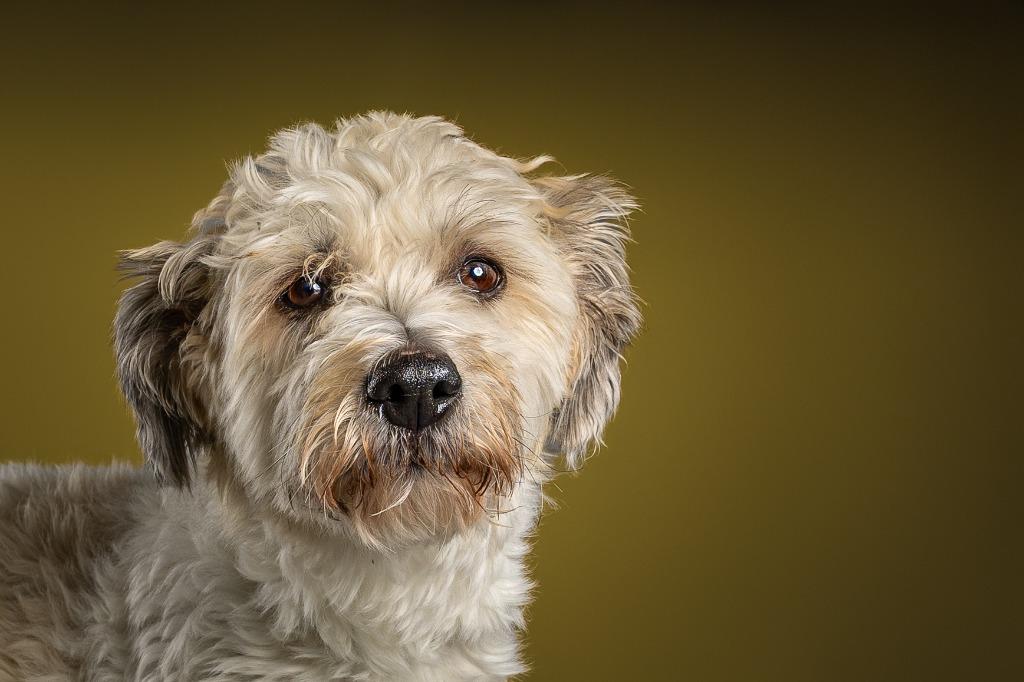 Enlarge Momo Monique, a Adoptable mixed breed in Tyler, TX image 4/4