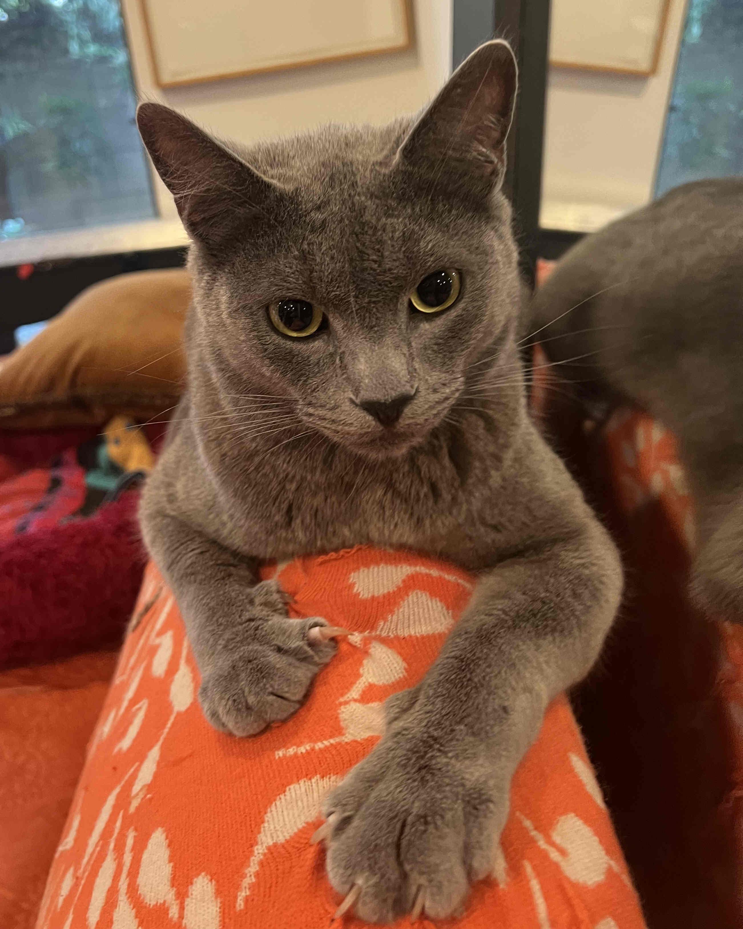 Zen, Adopted, Adult Male Russian Blue & Domestic Short Hair.