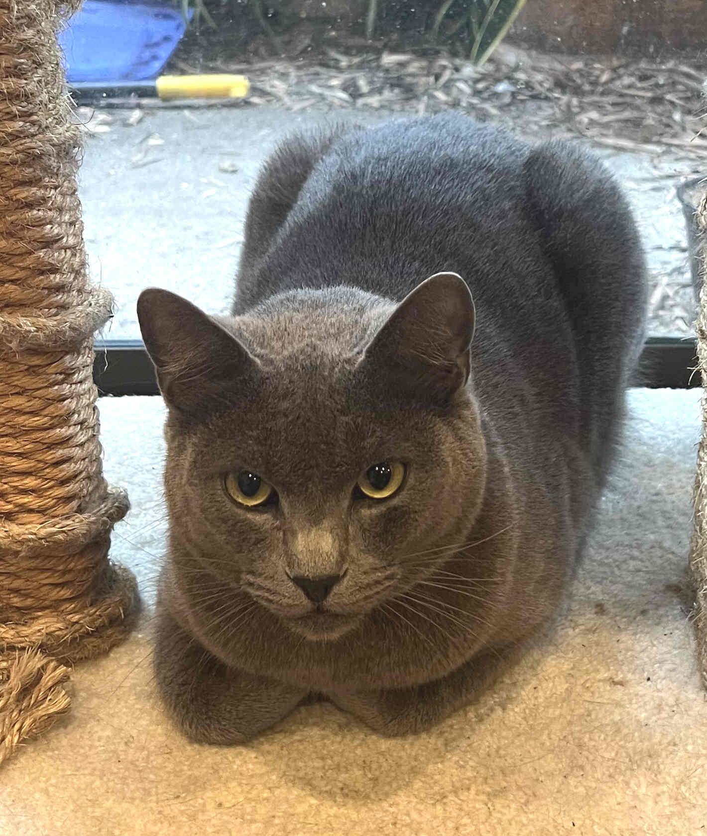 Enlarge Zen, a Adopted mixed breed in Venice, CA image 2/6