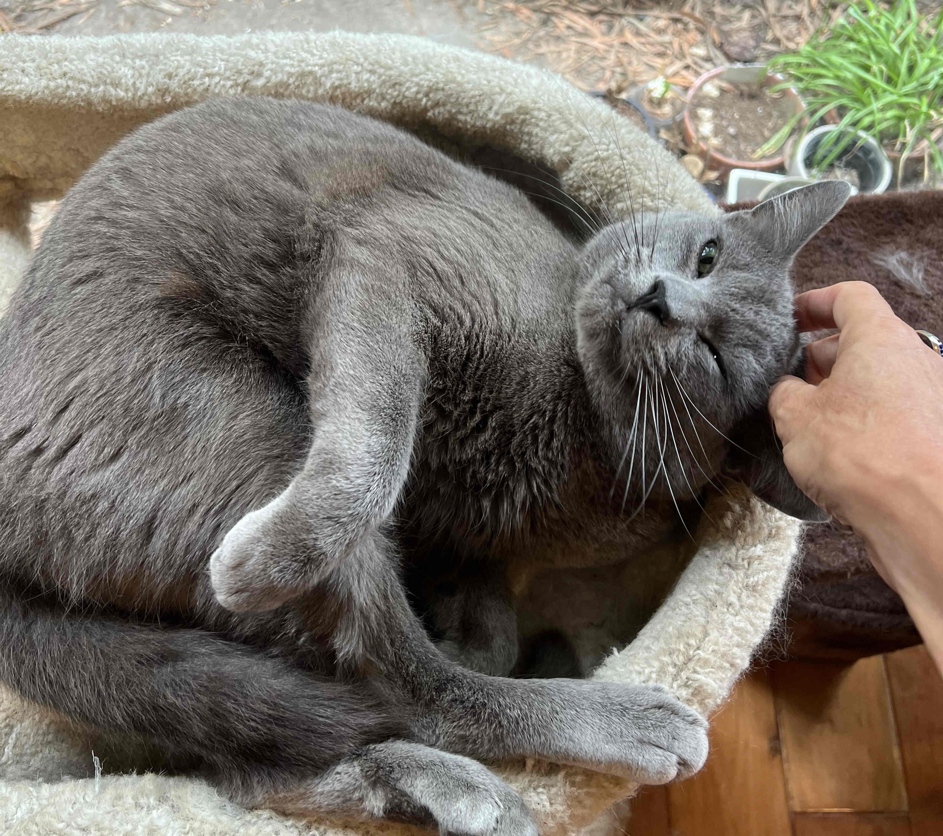 Enlarge Zen, a Adopted mixed breed in Venice, CA image 5/6