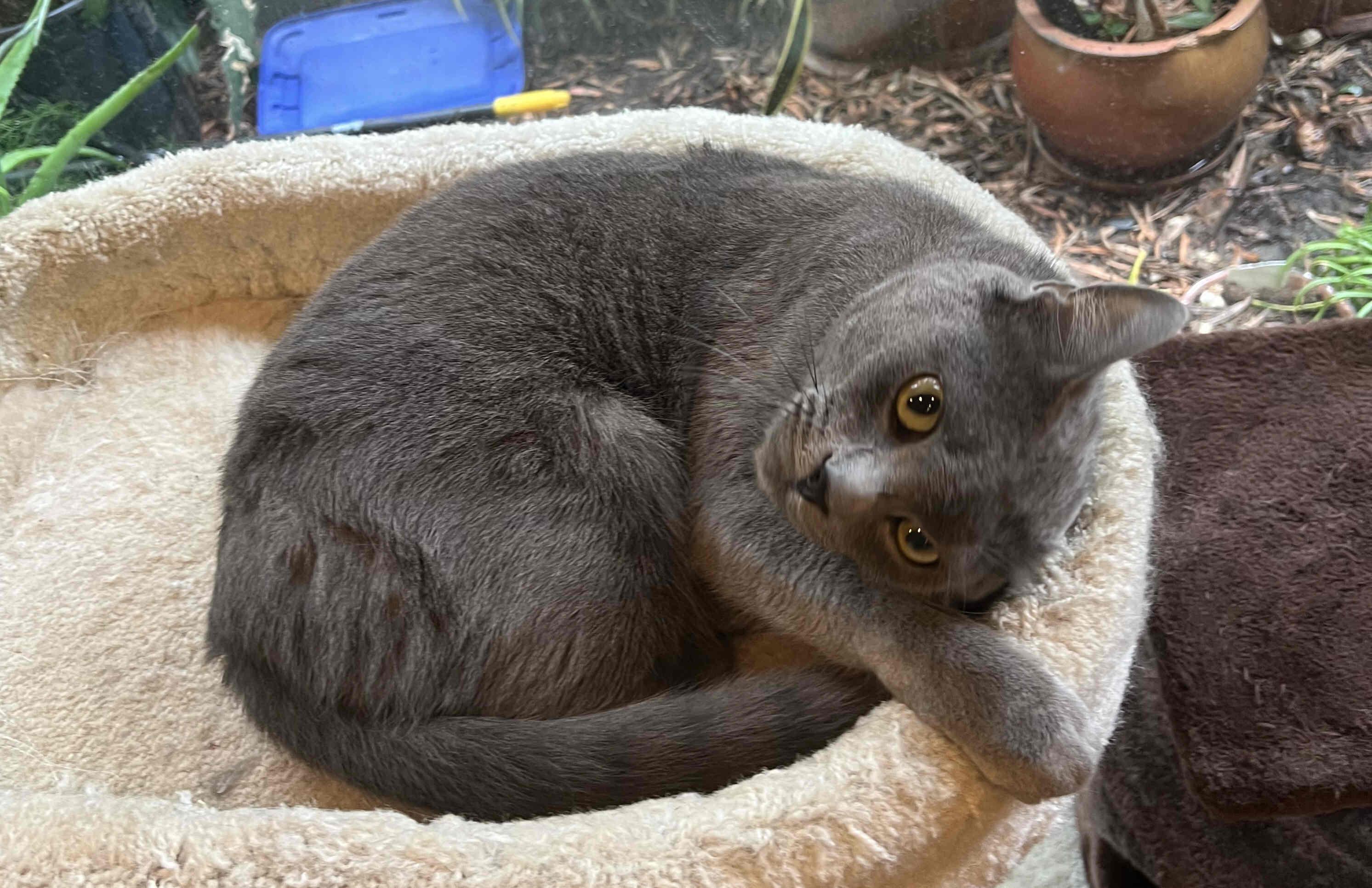 Enlarge Zen, a Adopted mixed breed in Venice, CA image 6/6