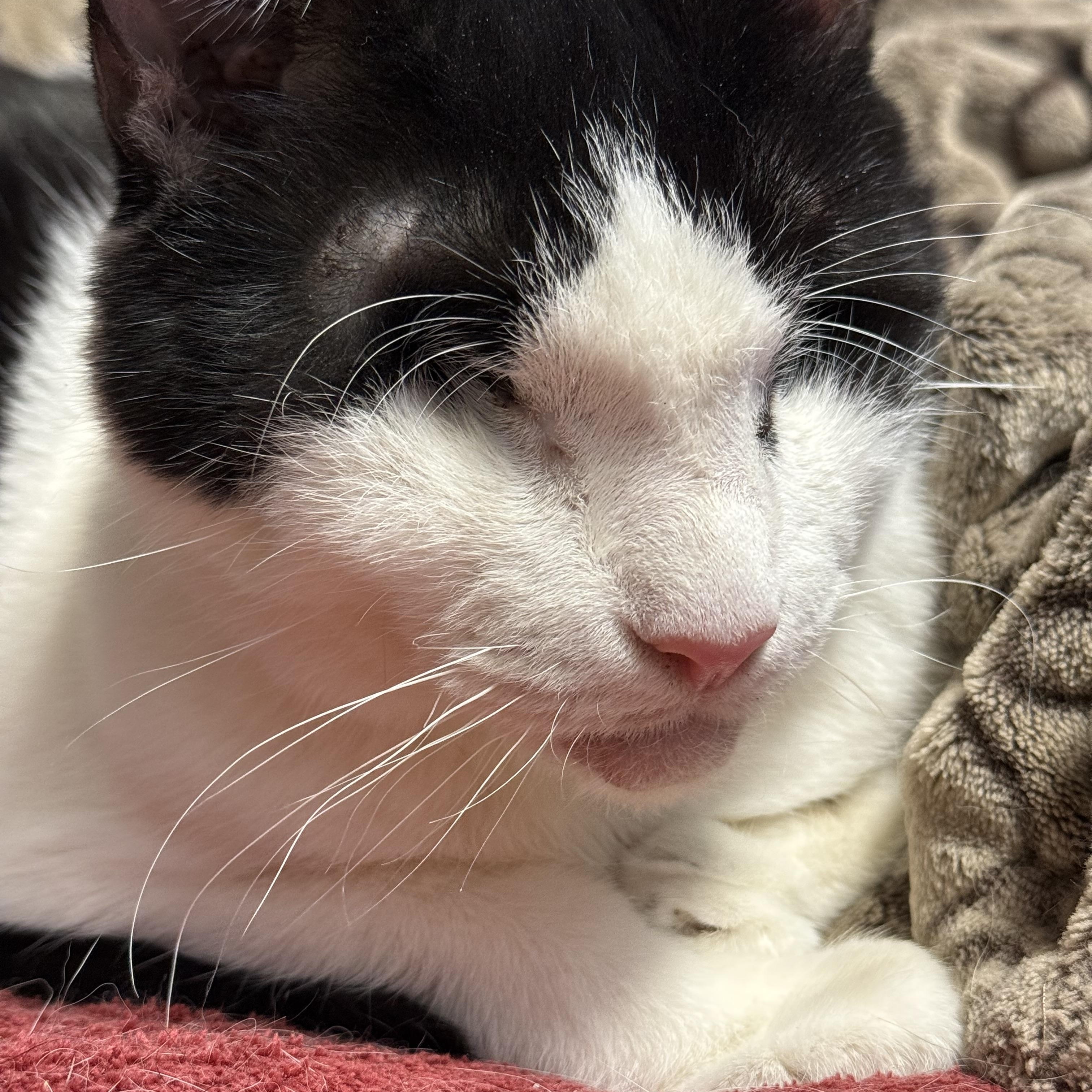 Enlarge Grace, a Adoptable Domestic Short Hair in Butler, NJ image 1/4