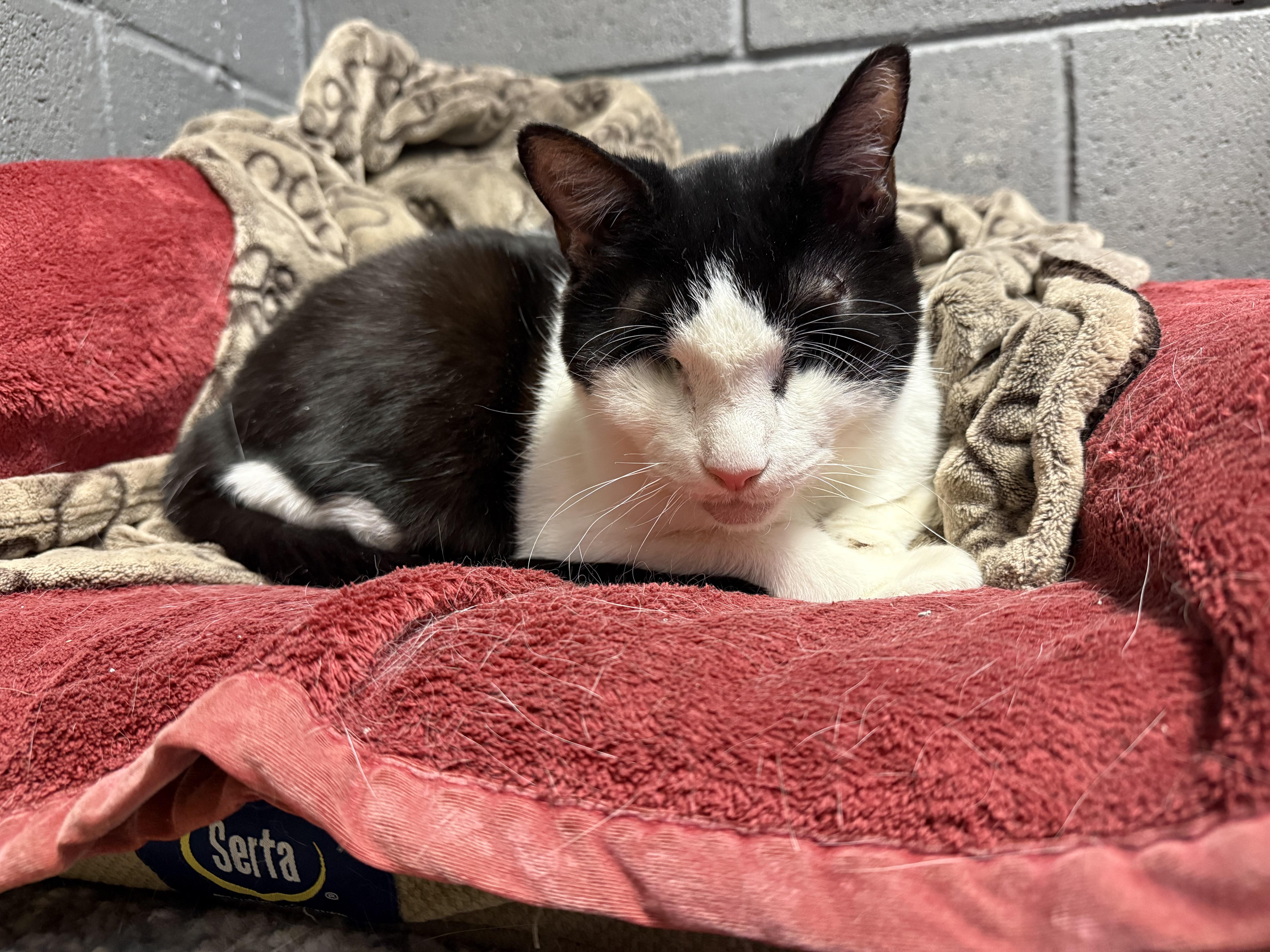 Enlarge Grace, a Adoptable Domestic Short Hair in Butler, NJ image 2/4