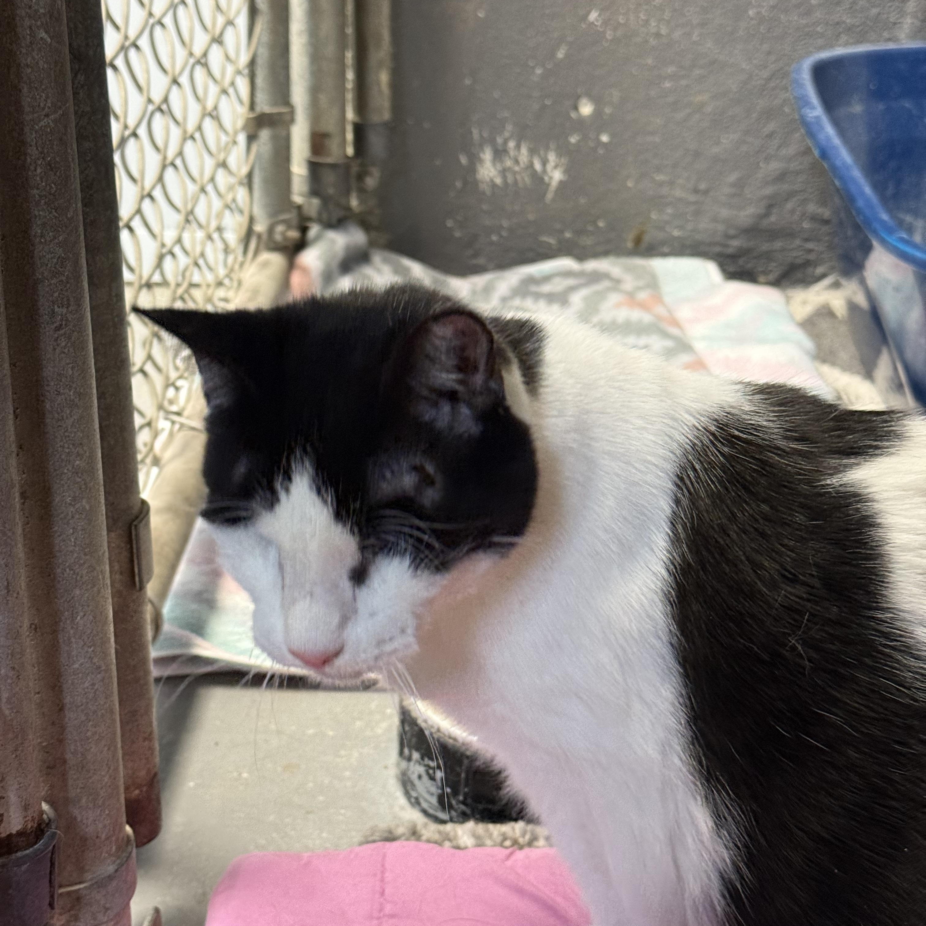 Enlarge Grace, a Adoptable Domestic Short Hair in Butler, NJ image 3/4