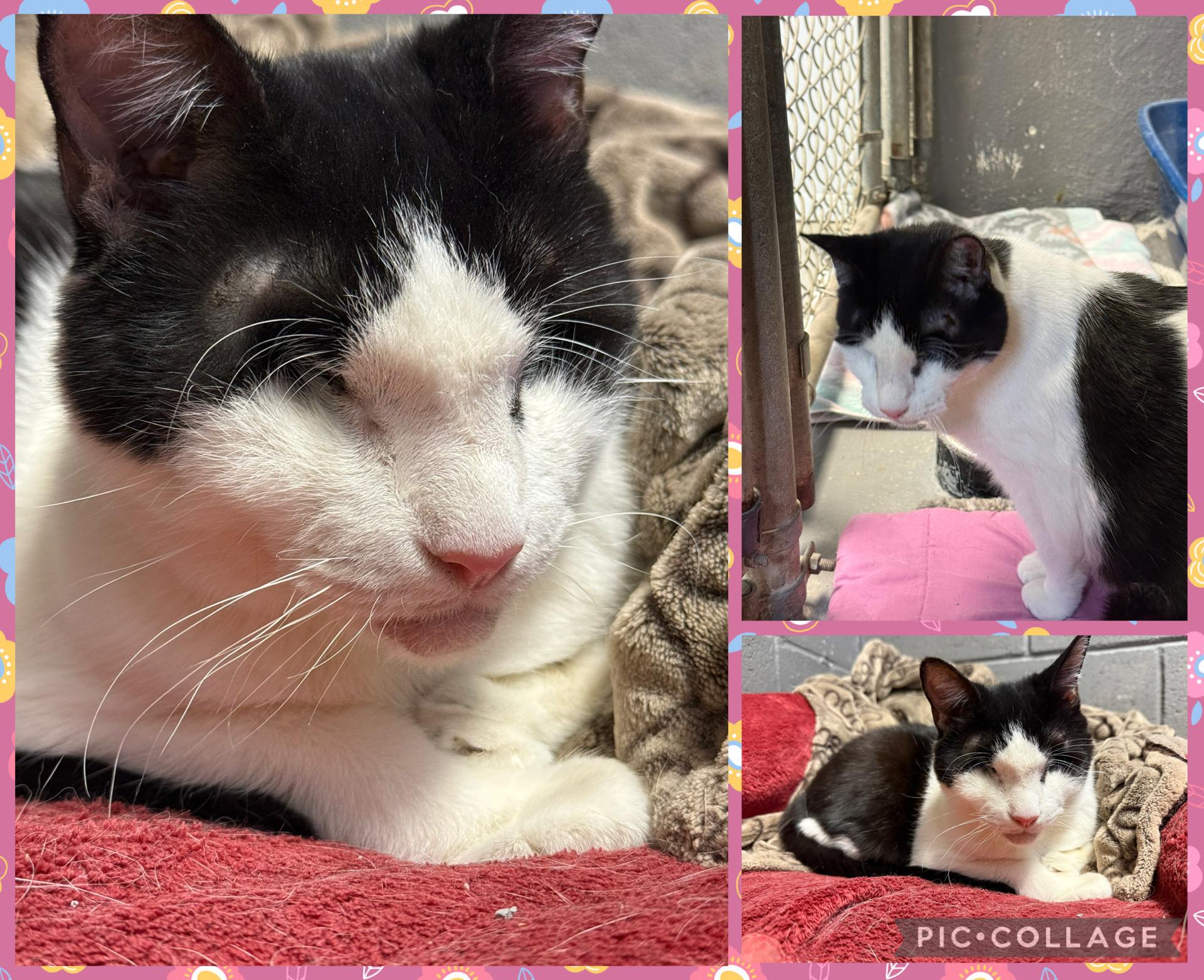 Enlarge Grace, a Adoptable Domestic Short Hair in Butler, NJ image 4/4