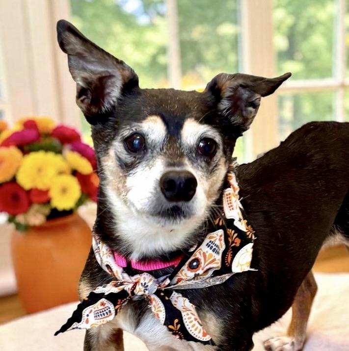 Lainey, Adoptable, Senior Female Chihuahua.