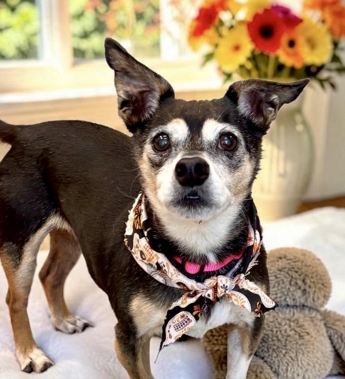 Enlarge Lainey, a Adopted Chihuahua in Perry, IA image 5/5