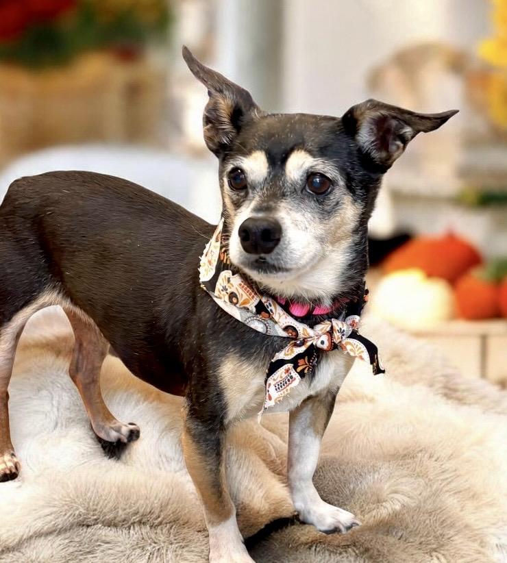 Enlarge Lainey, a Adopted Chihuahua in Perry, IA image 2/5
