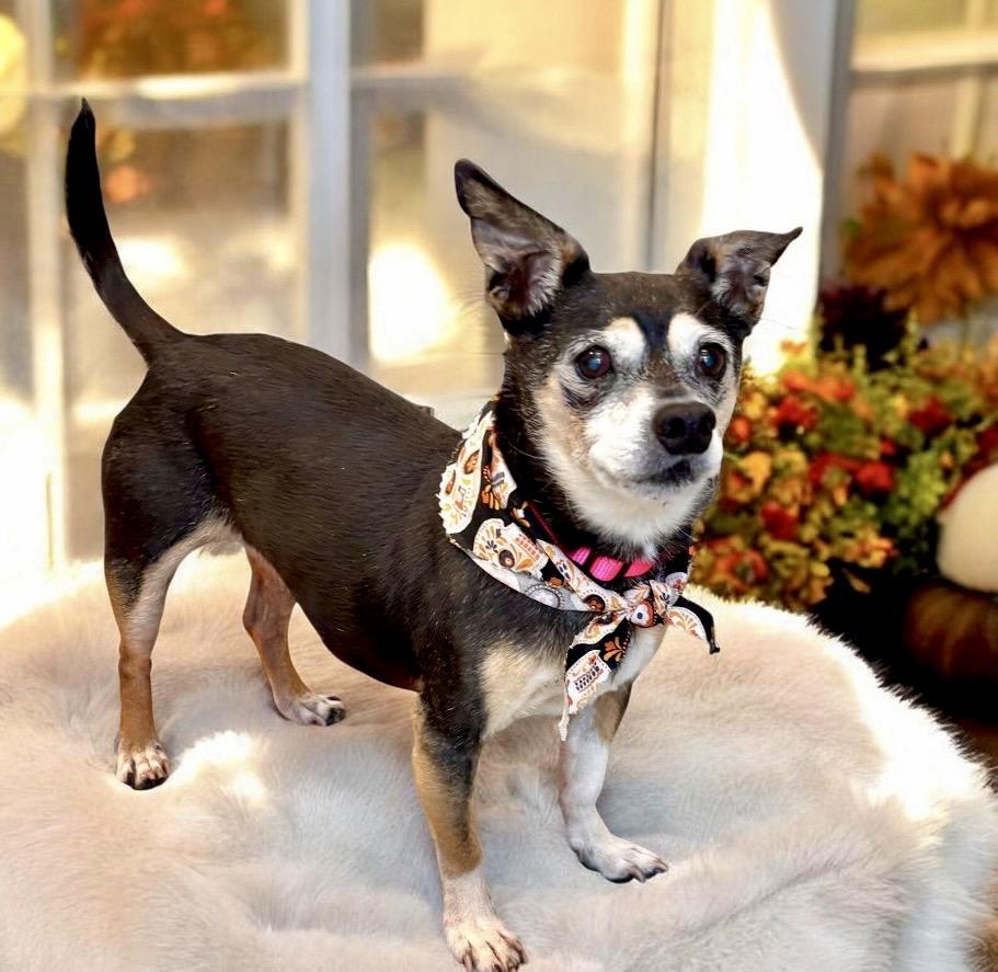 Enlarge Lainey, a Adopted Chihuahua in Perry, IA image 4/5