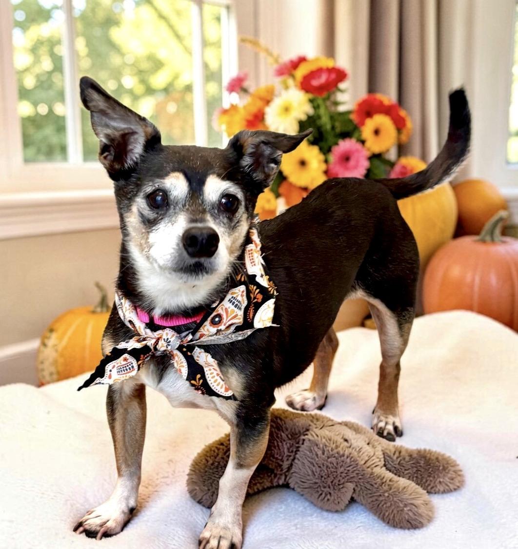 Enlarge Lainey, a Adopted Chihuahua in Perry, IA image 3/5