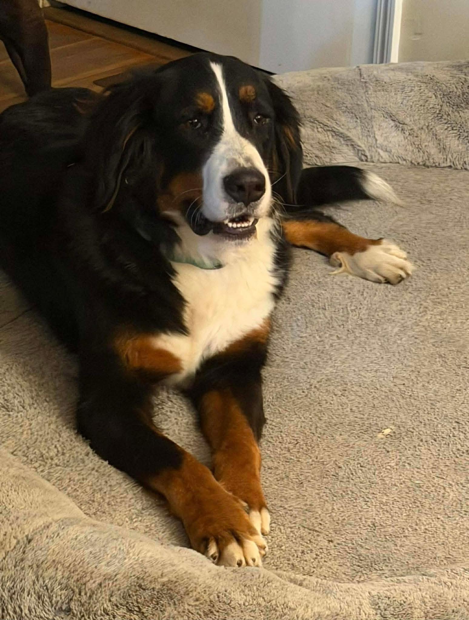Enlarge Bernice, a ADOPTABLE Bernese Mountain Dog in Anniston, AL image 1/1