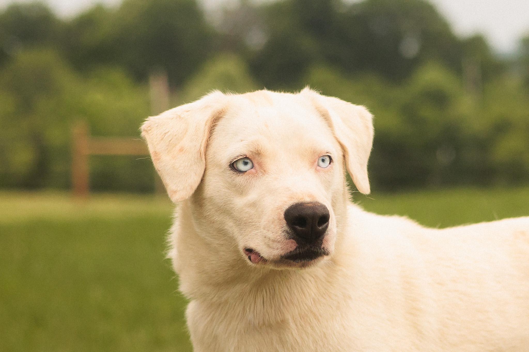 Holly, a Adoptable mixed breed in Gradyville, KY image 1/6