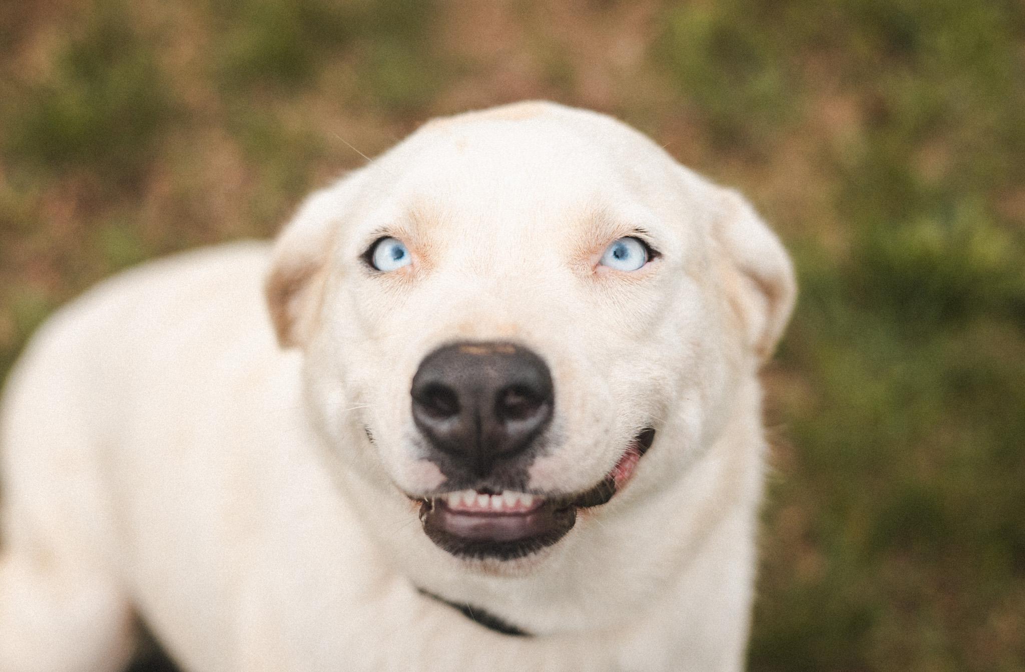 Holly, a Adoptable mixed breed in Gradyville, KY image 2/6