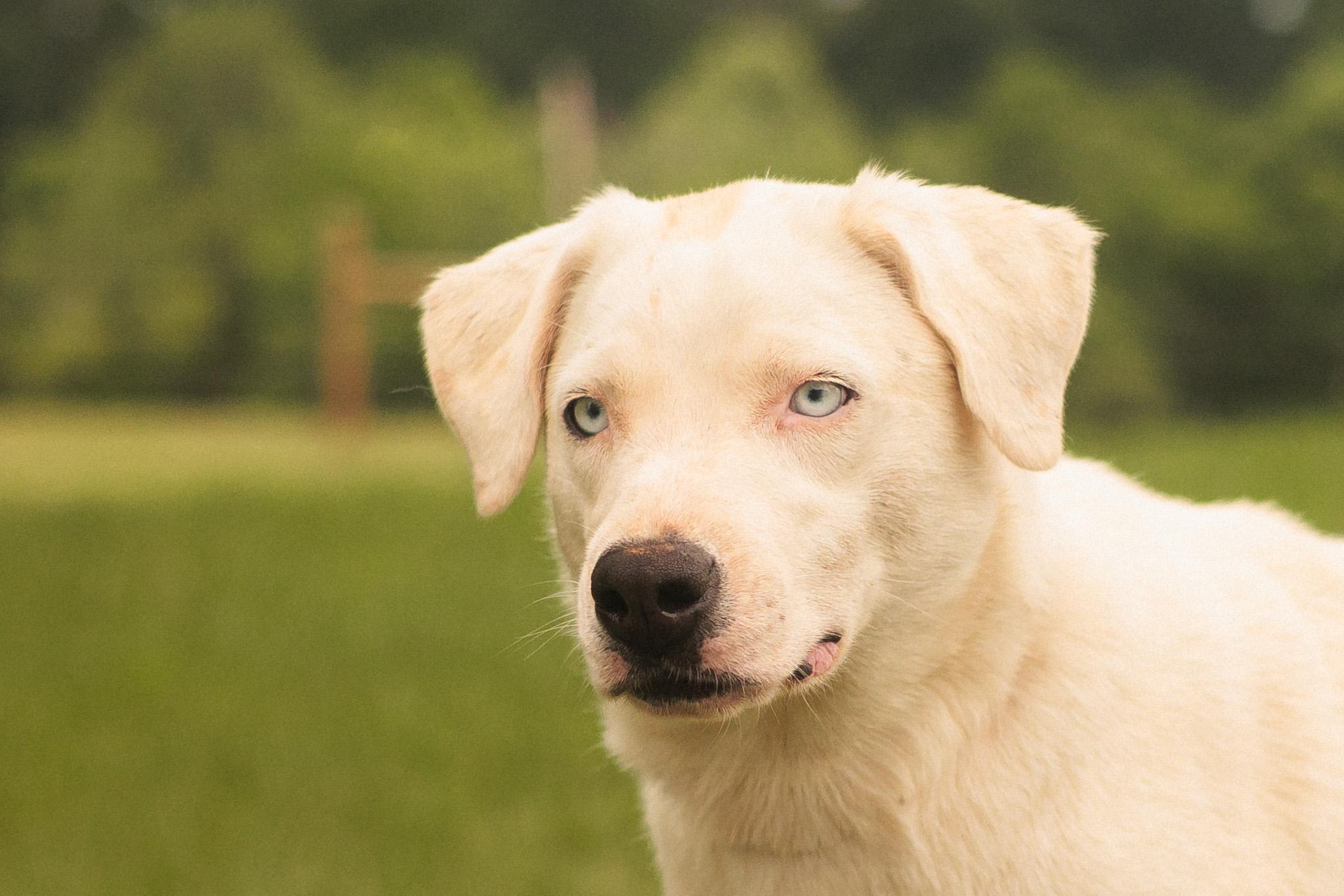 Holly, a Adoptable mixed breed in Gradyville, KY image 5/6