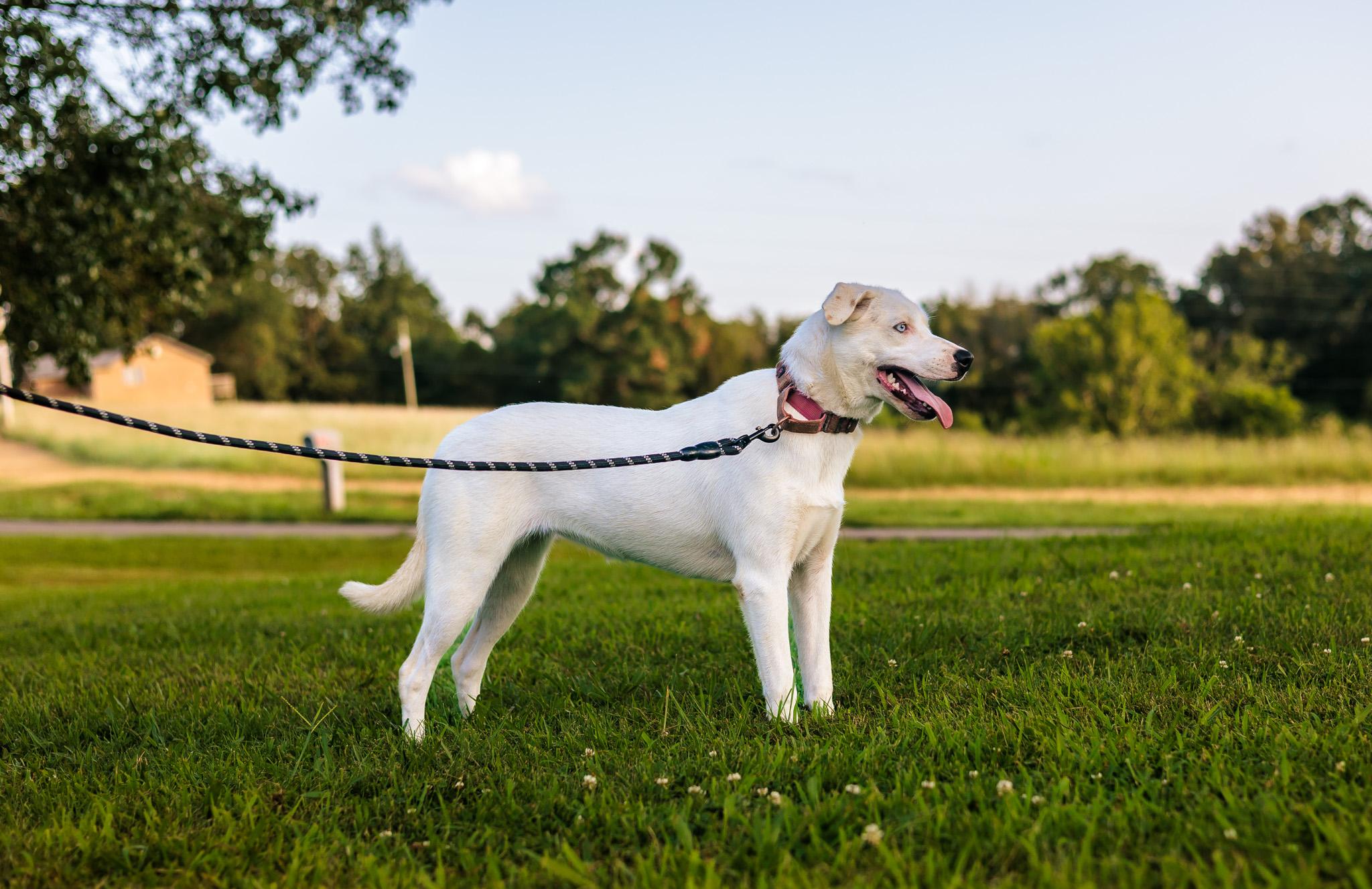 Holly, a Adoptable mixed breed in Gradyville, KY image 4/6