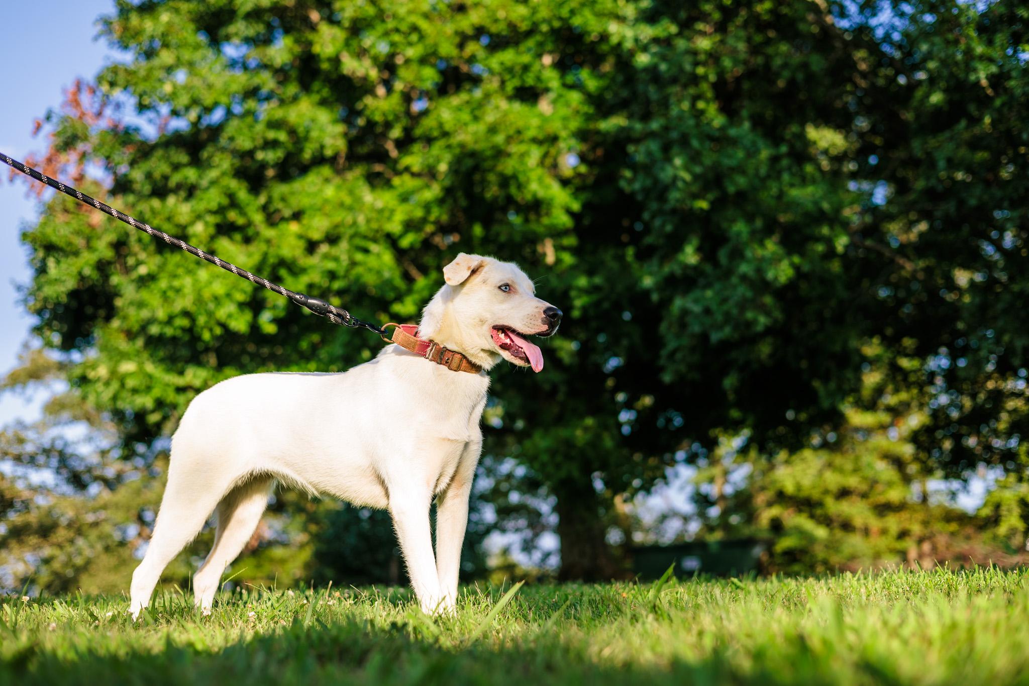 Holly, a Adoptable mixed breed in Gradyville, KY image 3/6