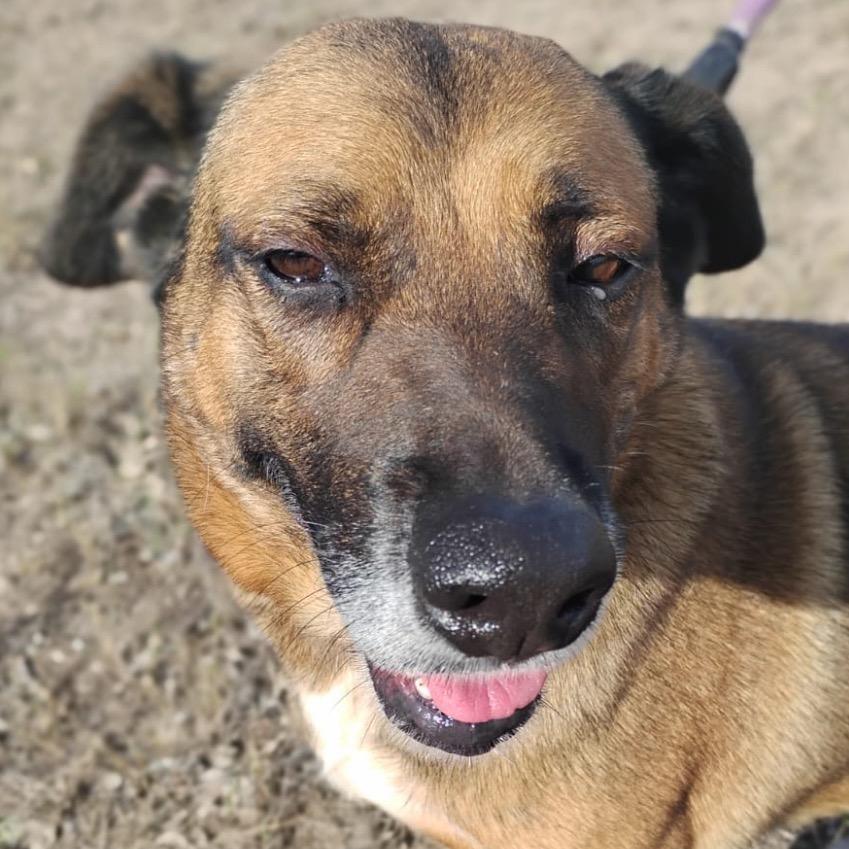 Betty, Adoptable, Adult Female Shepherd.