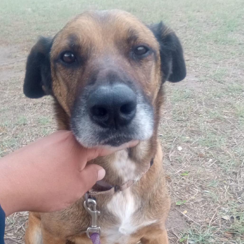 Betty, Adoptable, Adult Female Shepherd & Mixed Breed.