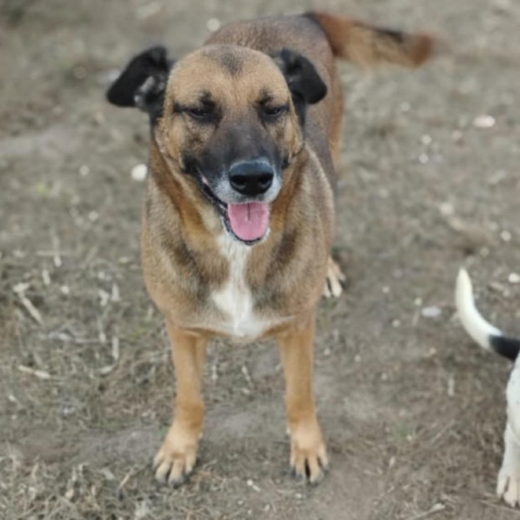 Enlarge Betty, a Adoptable mixed breed in West Islip, NY image 1/3