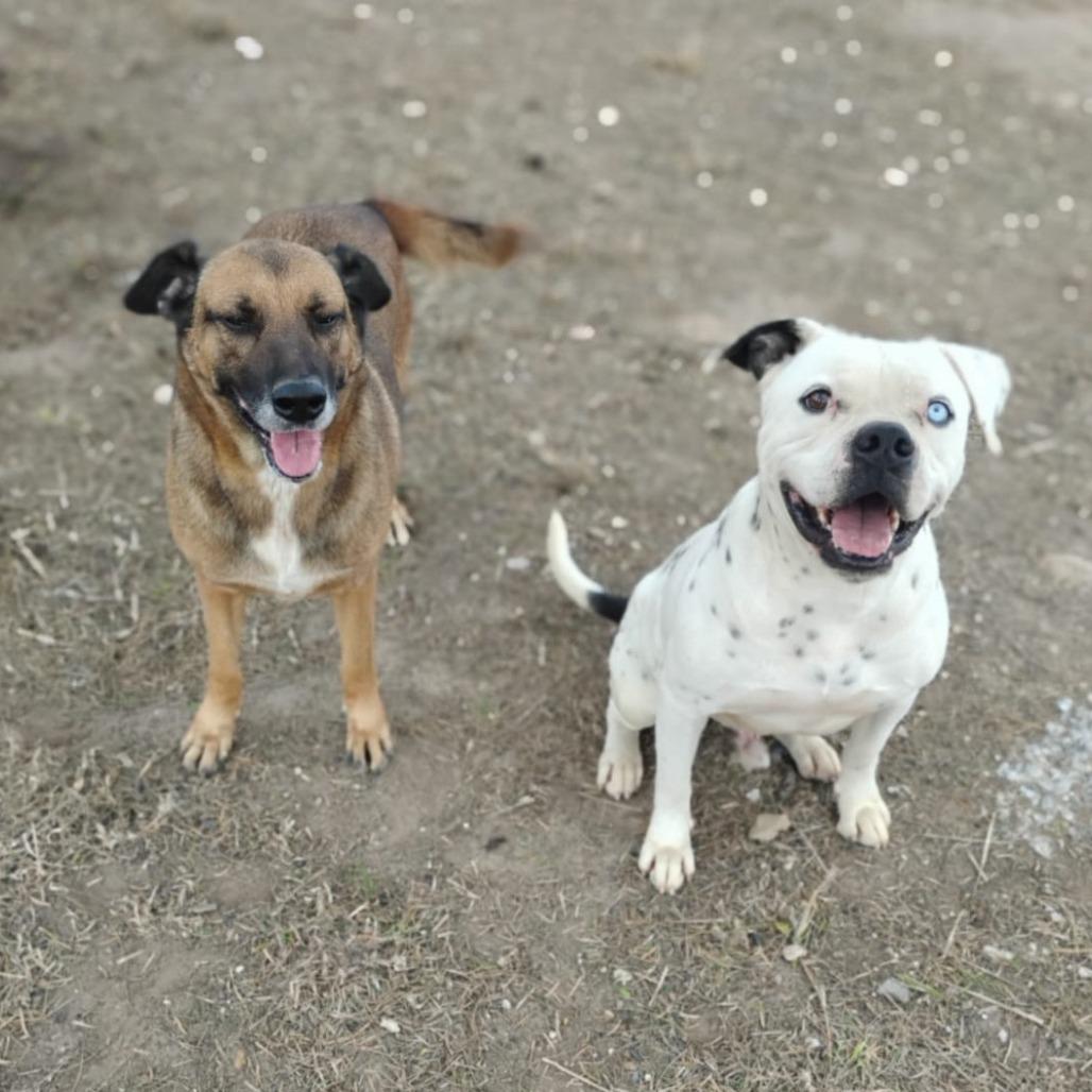 Enlarge Betty, a Adoptable mixed breed in West Islip, NY image 2/3