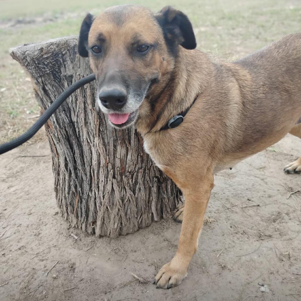 Enlarge Betty, a Adoptable mixed breed in West Islip, NY image 4/6