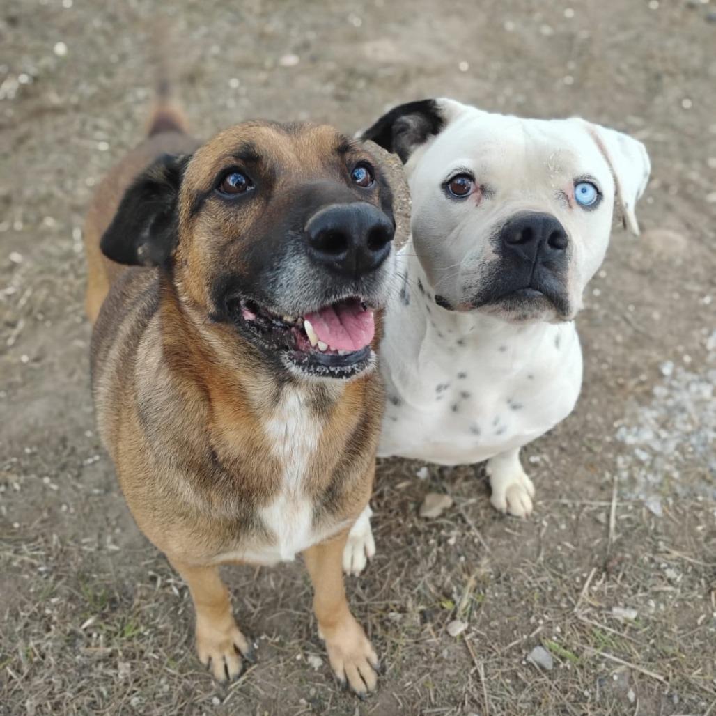 Enlarge Betty, a Adoptable mixed breed in West Islip, NY image 3/3