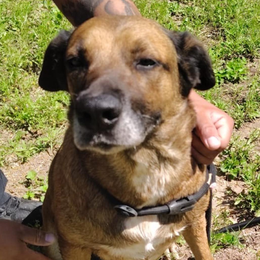 Enlarge Betty, a Adoptable mixed breed in West Islip, NY image 6/6