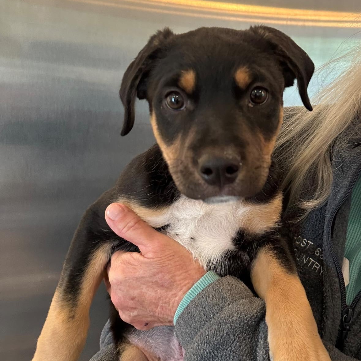 Enlarge Lab/Rottie mix, an adopted mixed breed in Agua Dulce, CA image 1/1