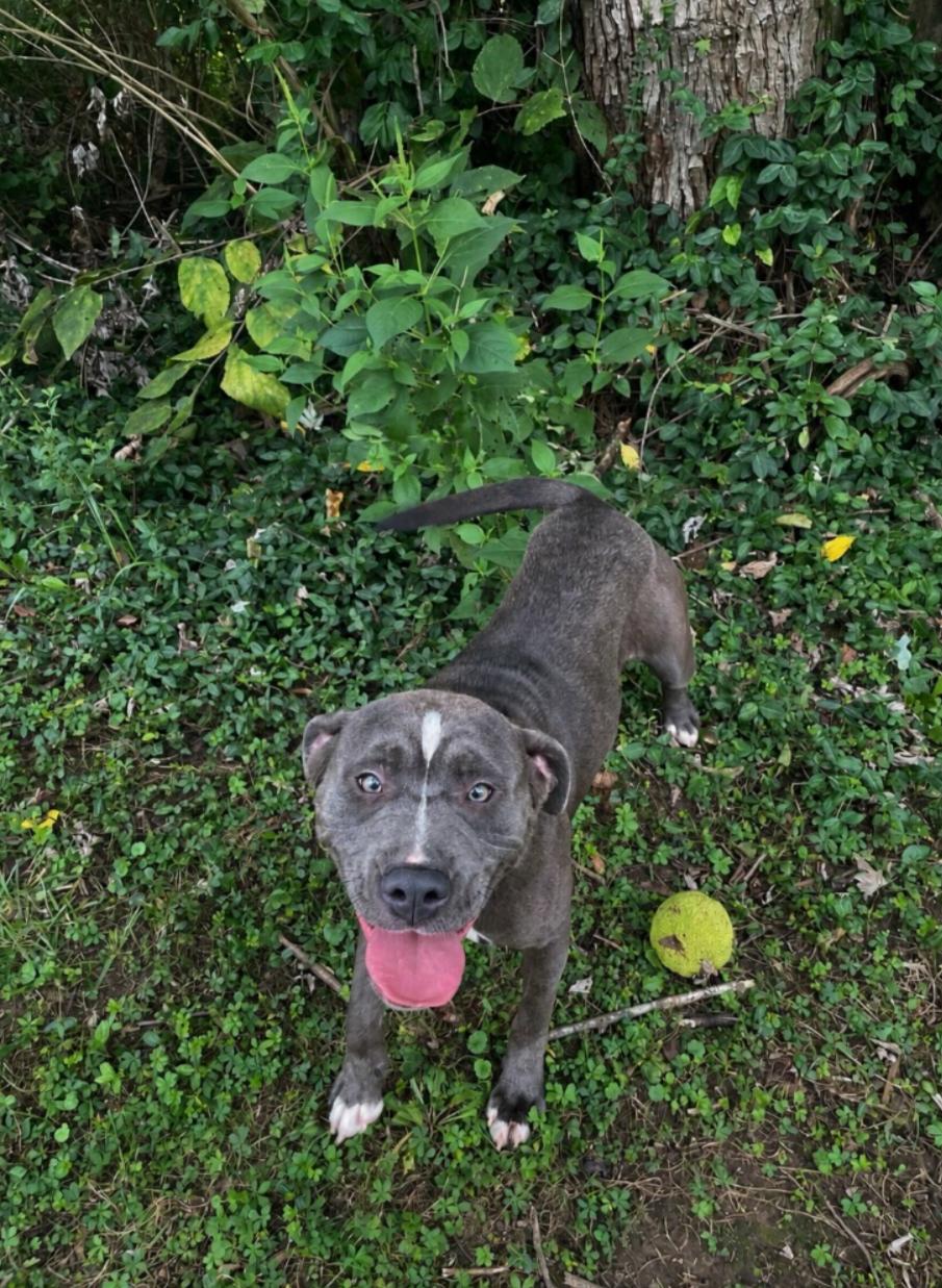 Babe, ADOPTABLE, Young Female Boxer.