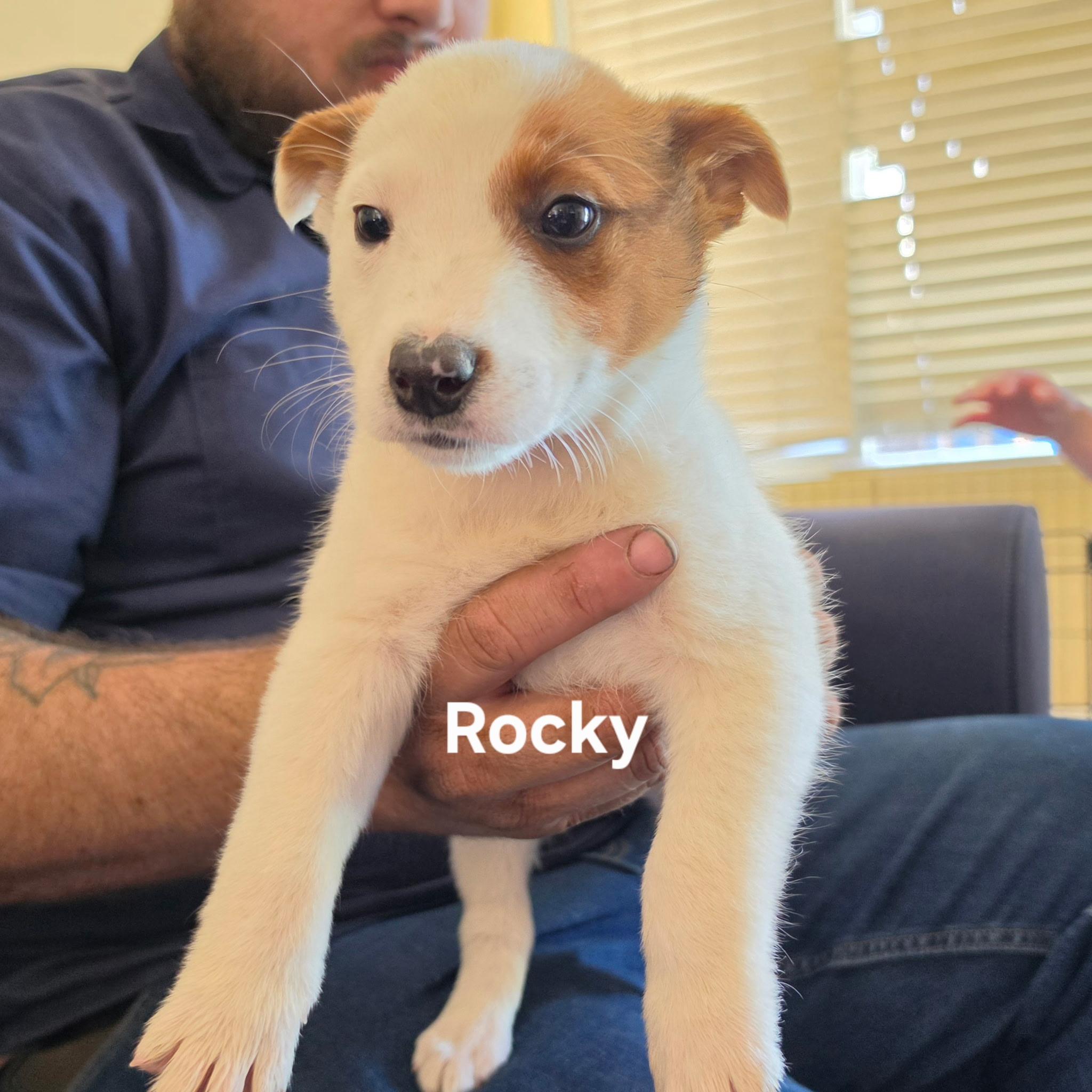 Enlarge Rocky, a ADOPTABLE mixed breed in Brentwood, CA image 1/1