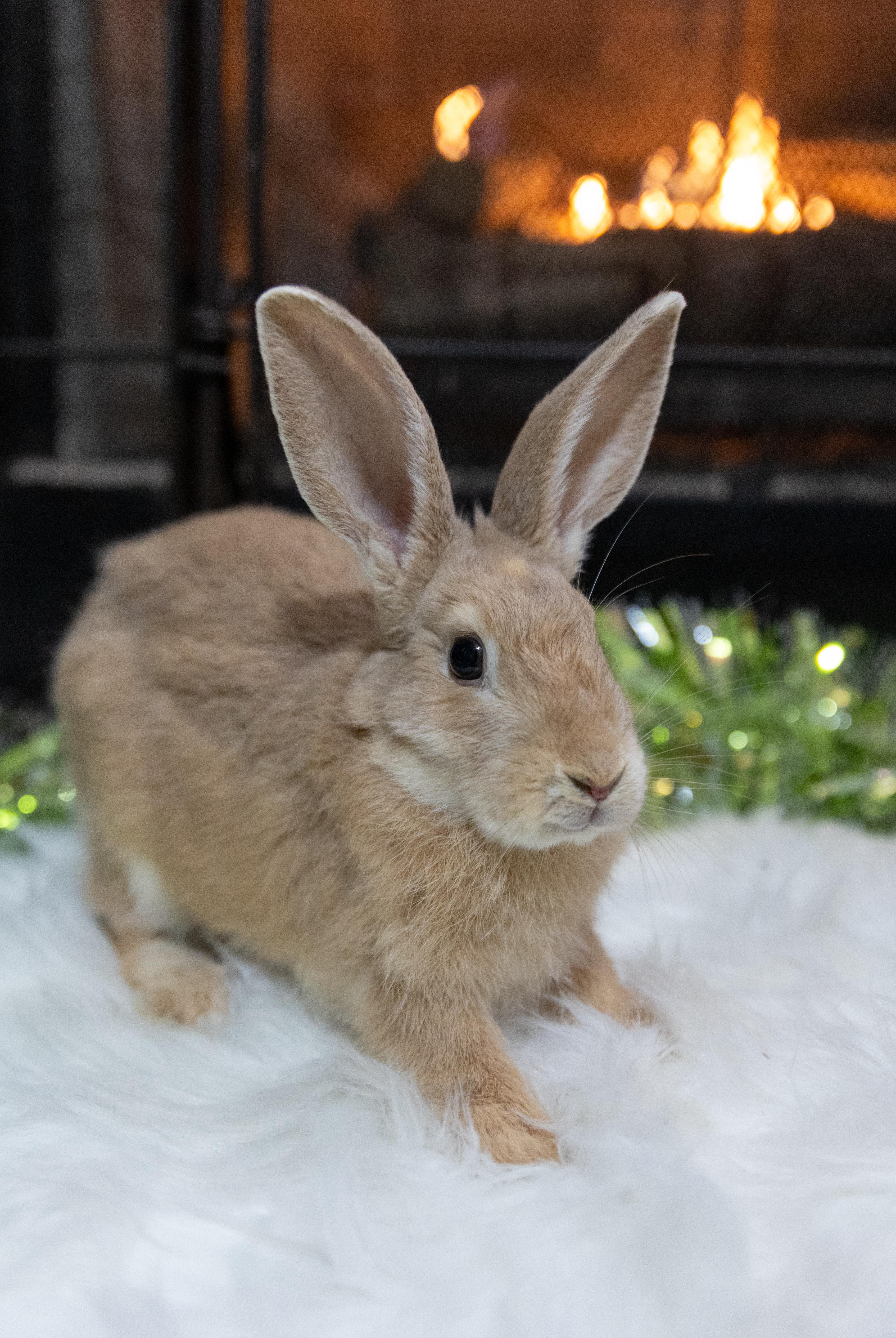 Enlarge Strawberry, a Adoptable mixed breed in North Little Rock, AR image 1/1