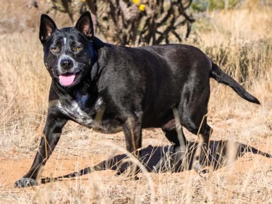 MEADOW, Adoptable, Adult Female Mixed Breed.