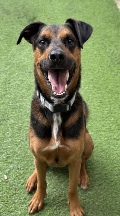 Dobby — thumbnail 2