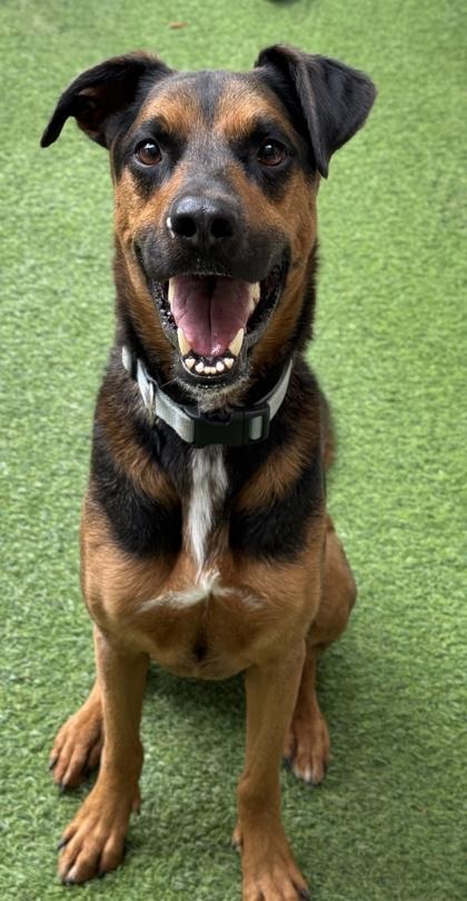 Dobby — thumbnail 3