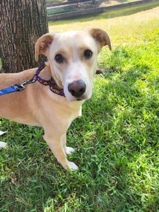 Kathy, a Adoptable mixed breed in Irving, TX image 1/3