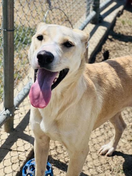 Kathy, a Adoptable mixed breed in Irving, TX image 2/3