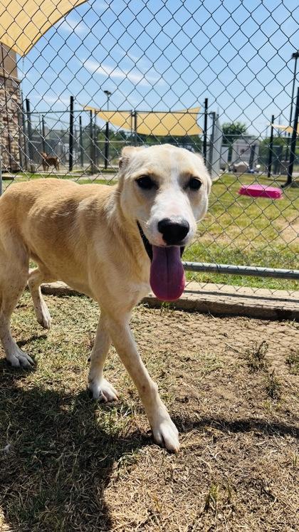 Kathy, a Adoptable mixed breed in Irving, TX image 3/3