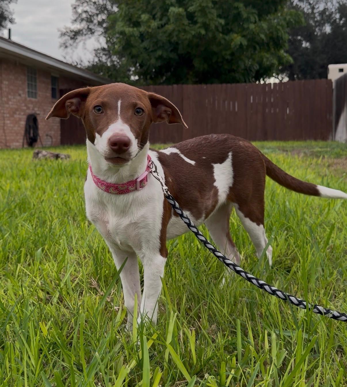 Enlarge Gracie, a Adoptable mixed breed in Chicago, IL image 5/5