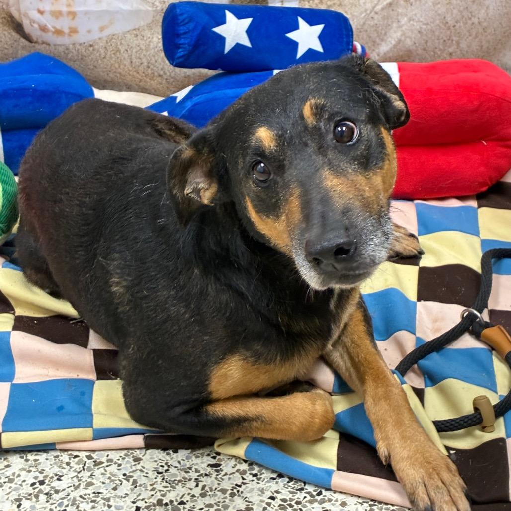 Enlarge Mickey - In Foster (Adoption Fee Sponsored!), a Adoptable mixed breed in Alabaster, AL image 1/6
