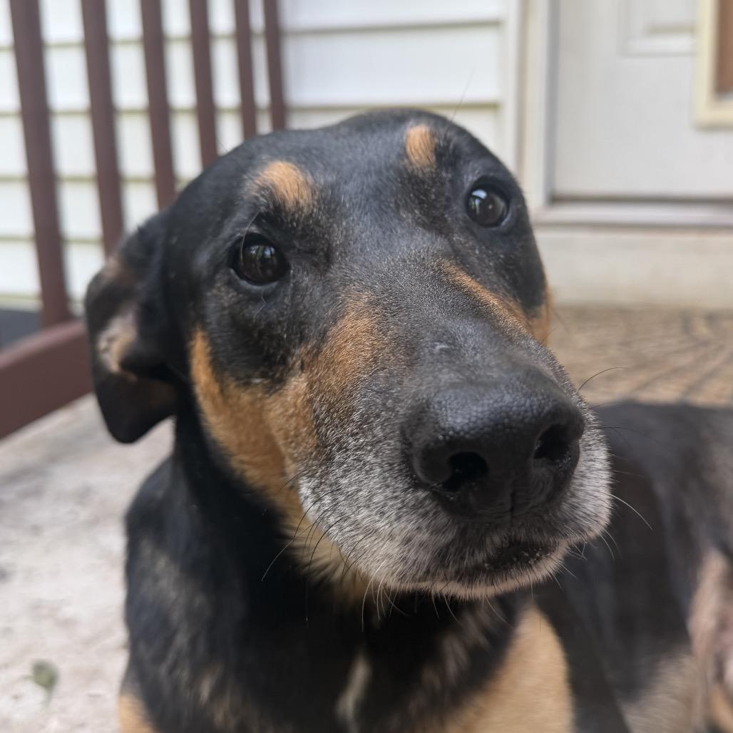 Enlarge Mickey - In Foster (Adoption Fee Sponsored!), a Adoptable mixed breed in Alabaster, AL image 2/6