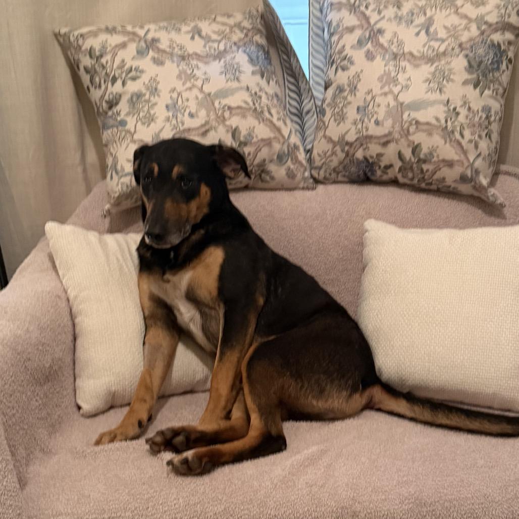 Enlarge Mickey - In Foster (Adoption Fee Sponsored!), a Adoptable mixed breed in Alabaster, AL image 6/6