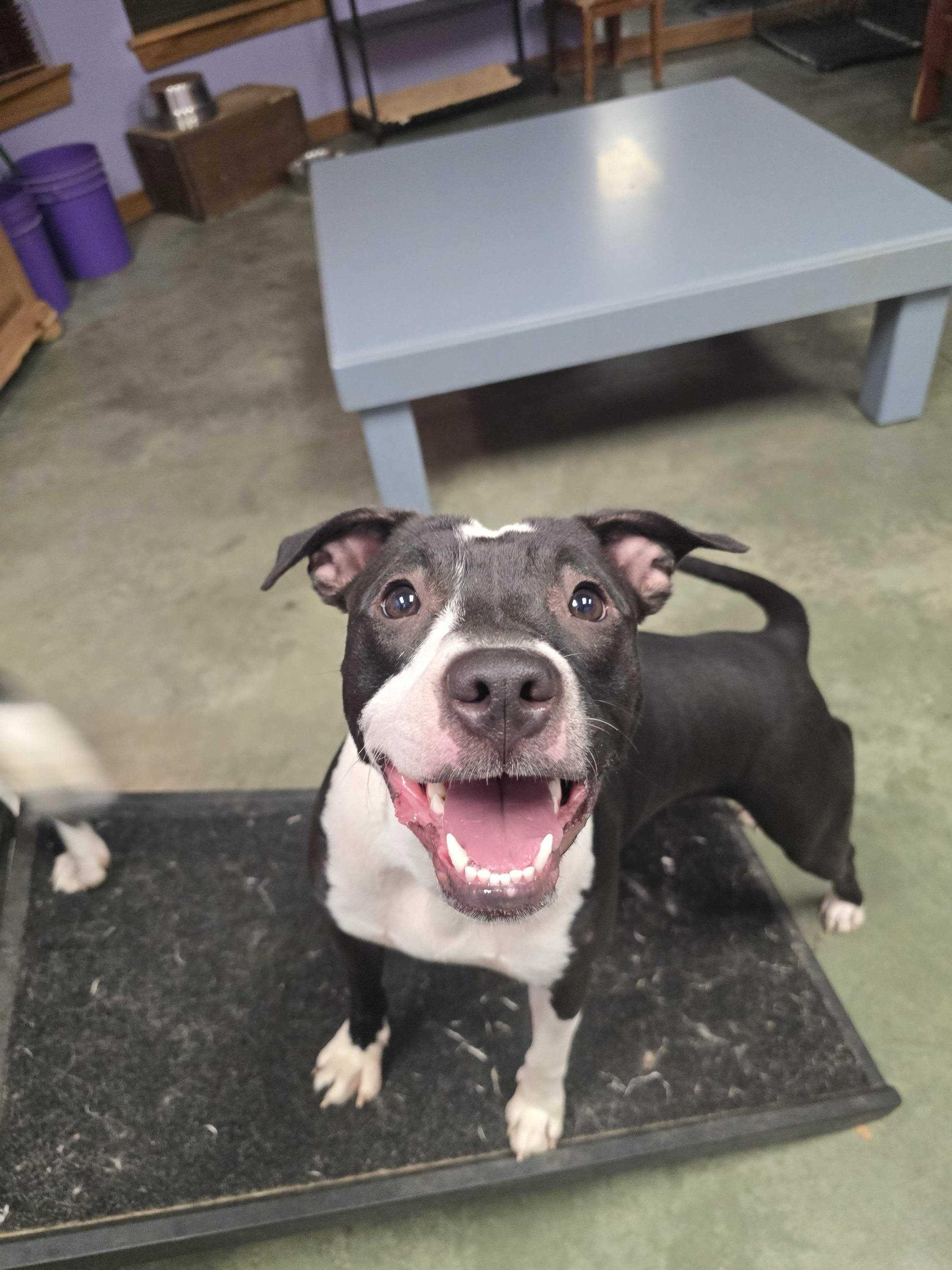 Enlarge Navi, a ADOPTABLE Pit Bull Terrier in Pantego, TX image 3/3