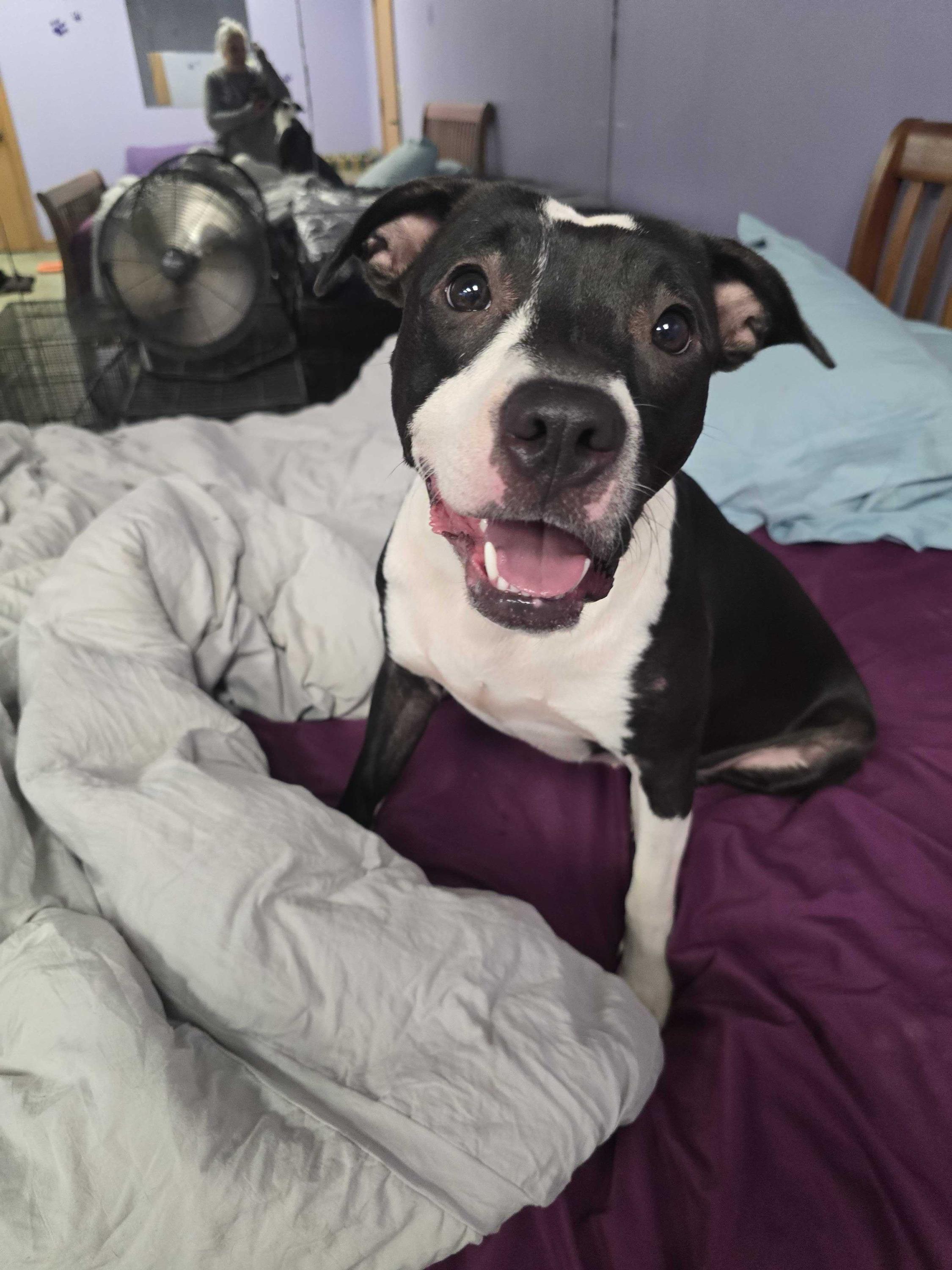 Enlarge Navi, a ADOPTABLE Pit Bull Terrier in Pantego, TX image 1/3