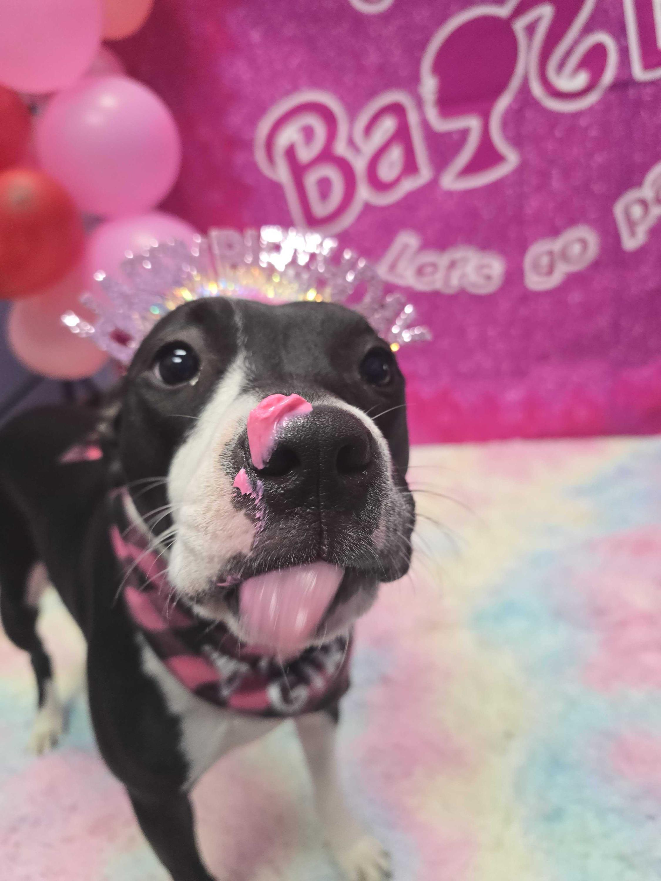 Enlarge Navi, a ADOPTABLE Pit Bull Terrier in Pantego, TX image 2/3