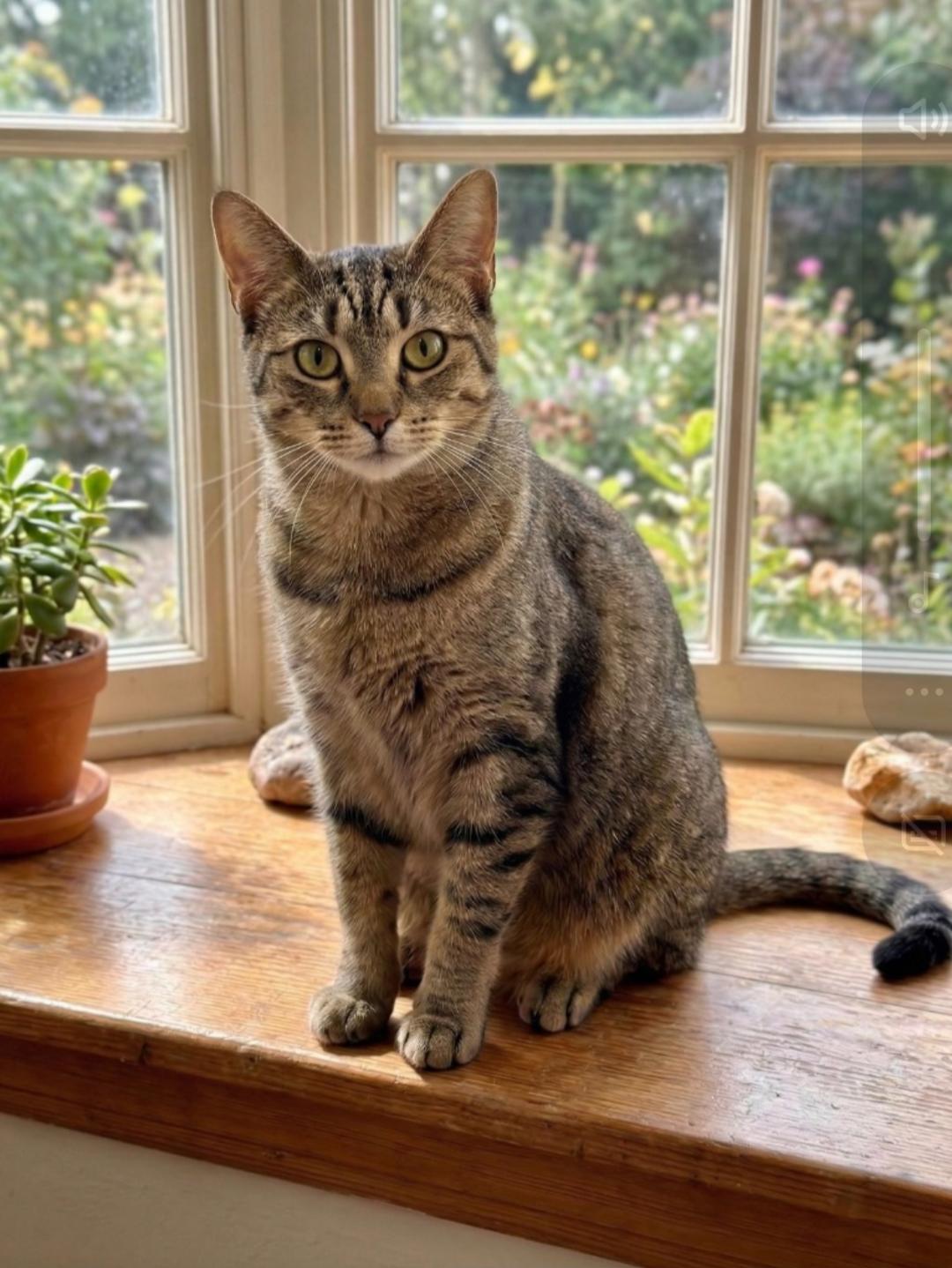 Luna, Adoptable, Adult Female Domestic Short Hair.