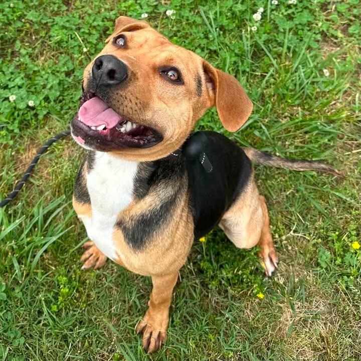 Ramone, Adoptable, Young Male Pit Bull Terrier.