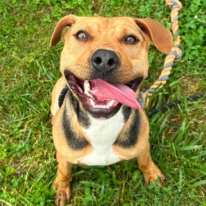 Ramone, a Adoptable Pit Bull Terrier in Springdale, AR image 2/6