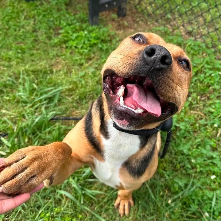 Ramone, a Adoptable Pit Bull Terrier in Springdale, AR image 3/6
