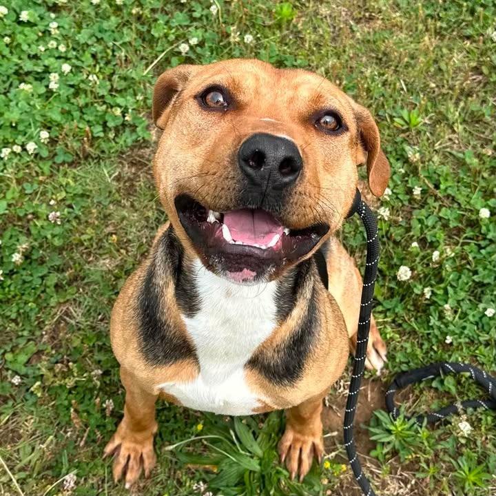 Ramone, a Adoptable Pit Bull Terrier in Springdale, AR image 4/6